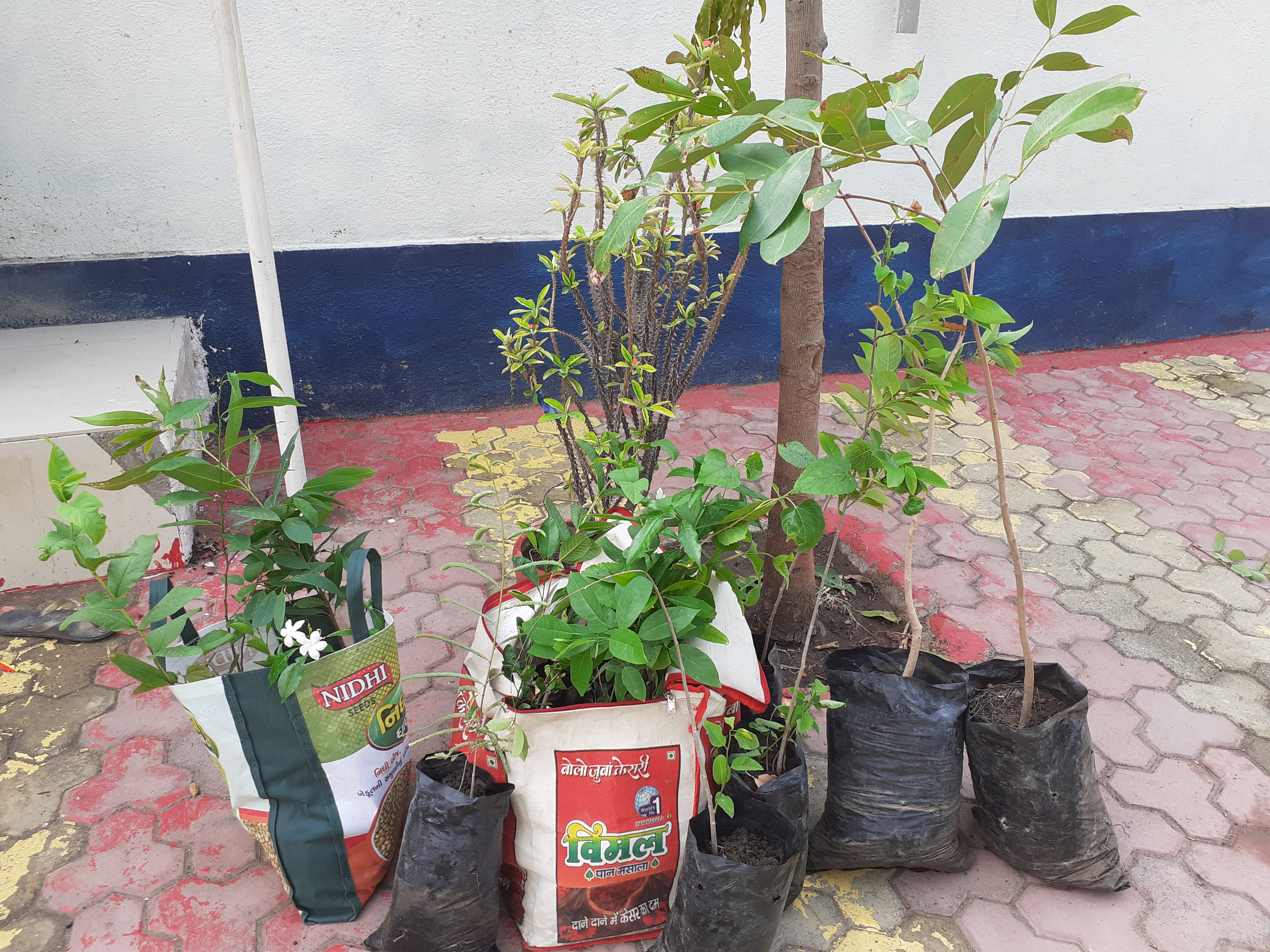 Tree Plantation at Special Home for Boys