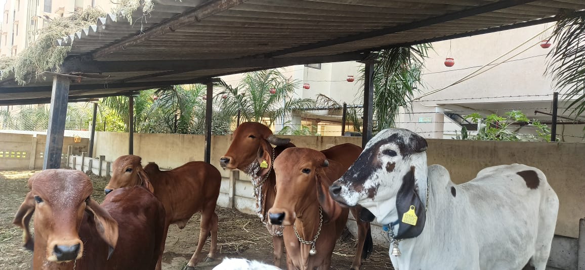 Laddu Distribution Seva at Gaushala – Nemisharanyam