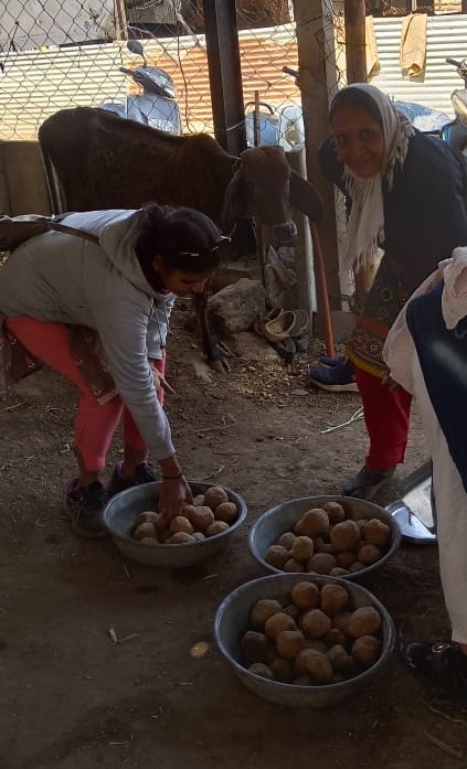 Laddu Distribution Seva at Gaushala – Nemisharanyam